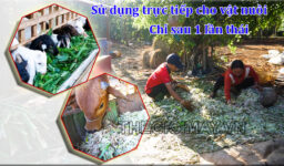 MÁY BĂM CHUỐI TAKYO TK 1800 - Ảnh 4