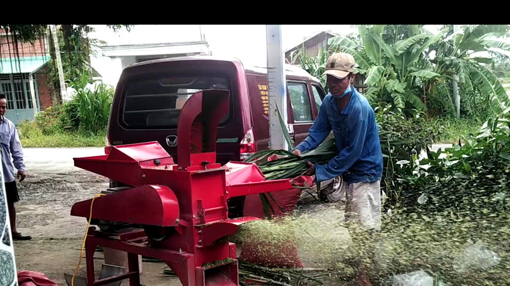 Dùng máy băm xơ dừa băm cỏ voi cho bò ăn