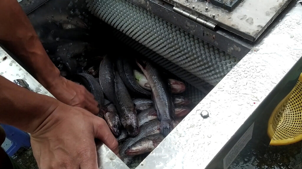 Máy đánh vảy cá ở Bình Dương đánh được hầu hết các loại cá
