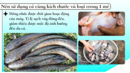 Máy đánh vảy cá công suất lớn Takyo TK 700 - Ảnh 4